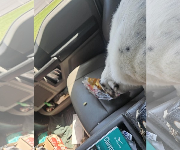 Medium Photo #20 English Setter-Labrador Retriever Mix Puppy For Sale in Rustburg, VA, USA