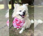 Small #3 Pomeranian