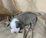 Small Photo #9 Olde English Bulldogge Puppy For Sale in CHETEK, WI, USA