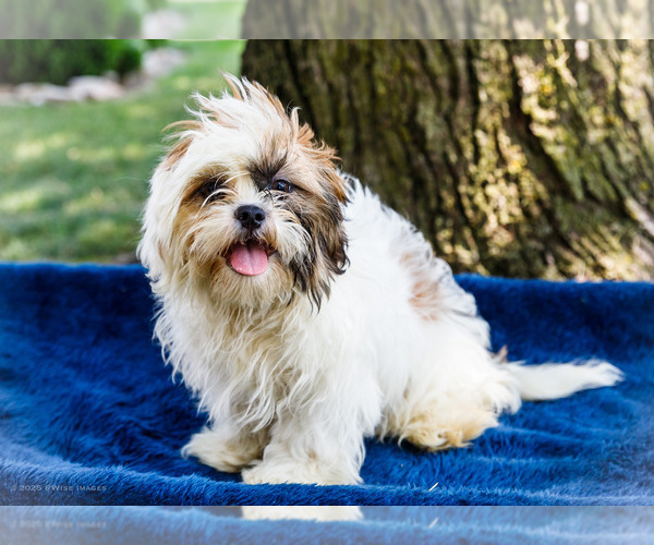 Medium Photo #10 Shih Tzu Puppy For Sale in WAKARUSA, IN, USA