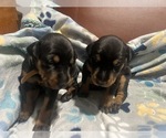 Small #2 Doberman Pinscher