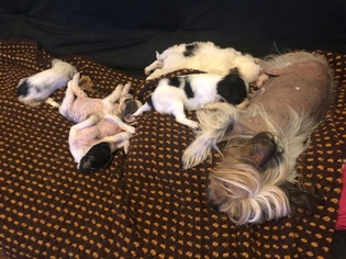 Chinese Crested Puppy for sale in MANHATTAN, NY, USA