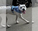 Small #1 Boxer Mix