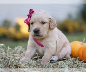 Golden Retriever Puppy for sale in LIBERTY, KY, USA