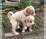Small Photo #5 Goldendoodle (Miniature) Puppy For Sale in SAINT MARYS, KS, USA