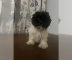 Small #51 Havanese