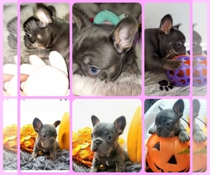 French Bulldog Puppy for sale in BOSTON, KY, USA