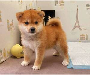 Shiba Inu Puppy for sale in IRVINE, CA, USA