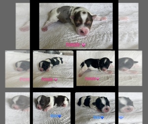 Yorkshire Terrier Puppy for sale in BOSTON, VA, USA