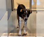 Small #1 Labrador Retriever Mix