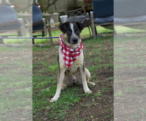 Boots (Brianna's Litter) - Male Mutt Dog for Adoption - Photo #3