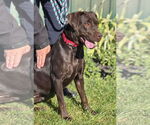 Small Labrador Retriever