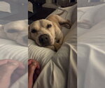 Small Photo #2 Basset Hound-Unknown Mix Puppy For Sale in Escondido, CA, USA