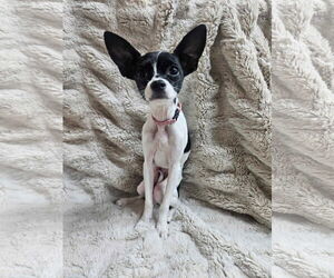 Chipin Dogs for adoption in El Centro, CA, USA