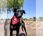 Small #7 Labrador Retriever Mix