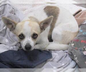 Chihuahua Dogs for adoption in Orange, CA, USA