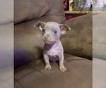 Small Photo #6 Chihuahua Puppy For Sale in ARANSAS PASS, TX, USA