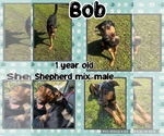 Small #3 German Shepherd Dog Mix