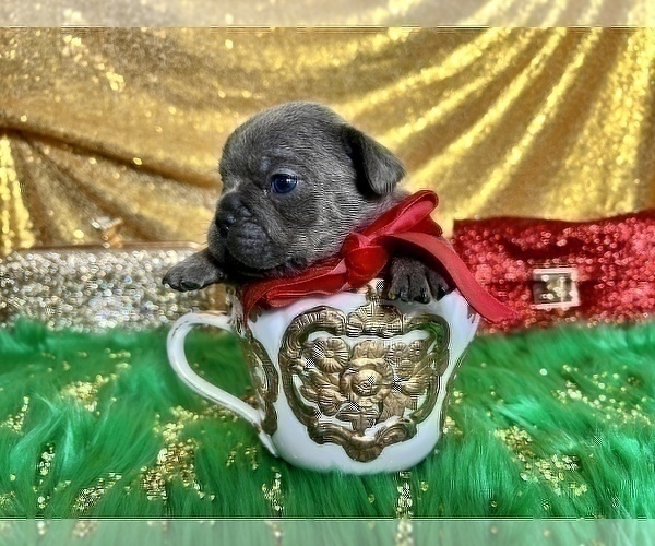 Medium Photo #70 French Bulldog Puppy For Sale in HAYWARD, CA, USA