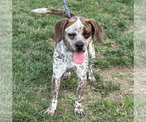 Chihuahua-Unknown Mix Dogs for adoption in Batavia, OH, USA