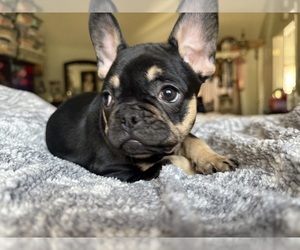 French Bulldog Puppy for sale in OJAI, CA, USA