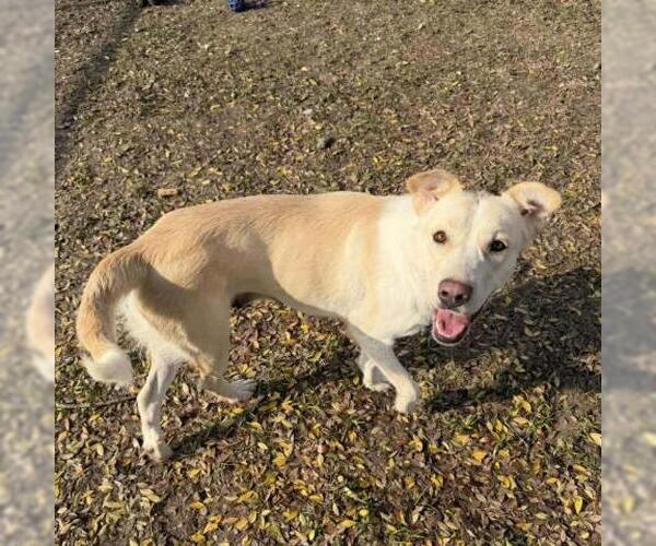 Medium Photo #1 Labrador Retriever-Unknown Mix Puppy For Sale in Conroe, TX, USA