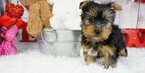 Small #8 Yorkshire Terrier