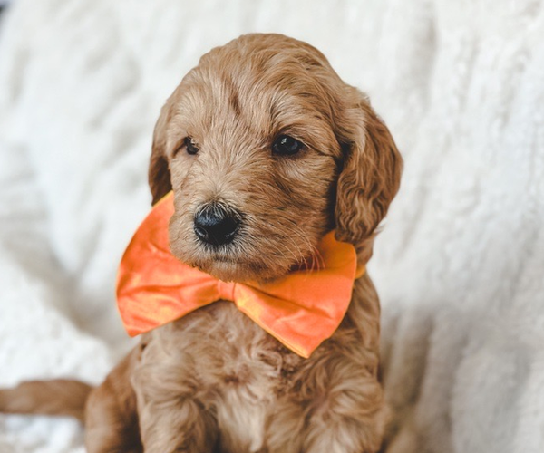 Medium Photo #1 Goldendoodle (Miniature) Puppy For Sale in LAS VEGAS, NV, USA