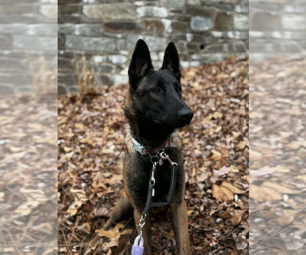 Medium Photo #5 Mutt Puppy For Sale in Imlay City, MI, USA