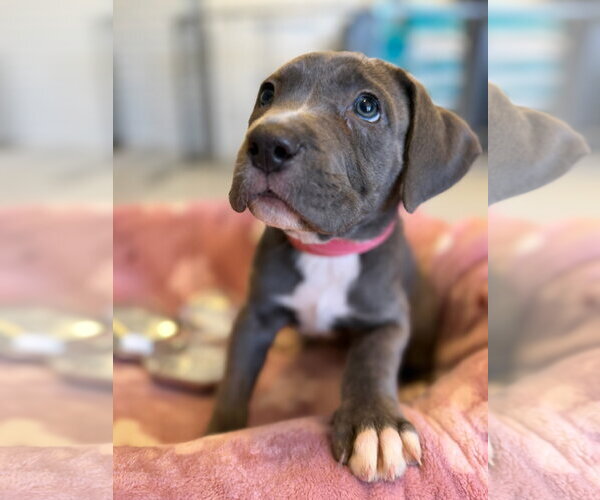 Medium Photo #3 Mutt Puppy For Sale in Goodyear, AZ, USA