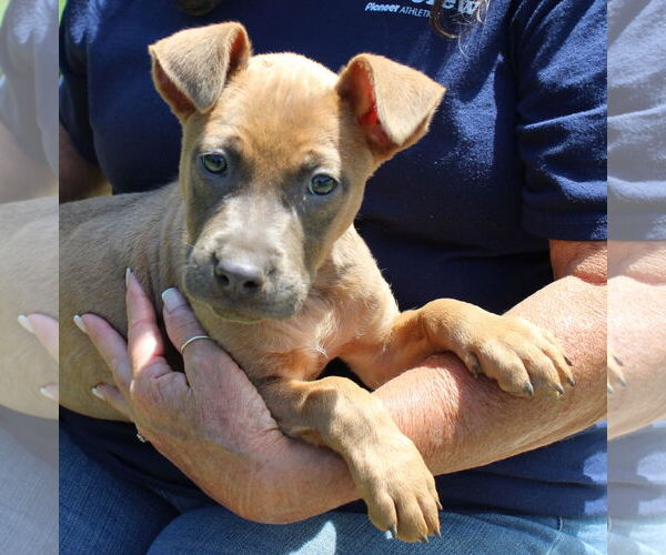 Medium Photo #1 American Pit Bull Terrier-Unknown Mix Puppy For Sale in Prattville, AL, USA