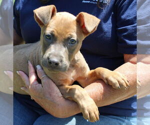 American Pit Bull Terrier-Unknown Mix Dogs for adoption in Prattville, AL, USA