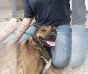 German Shepherd Dog Dogs for adoption in Pierceton , IN, USA