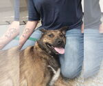 Small German Shepherd Dog