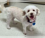 Small Maltipoo