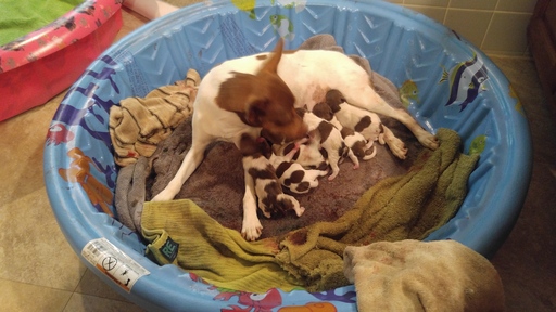 Medium Photo #1 Rat Terrier Puppy For Sale in STOKESDALE, NC, USA