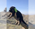 Small #22 German Shepherd Dog