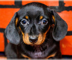 Small #5 Dachshund