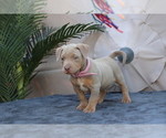 Puppy Puppy 5 Light p American Bully