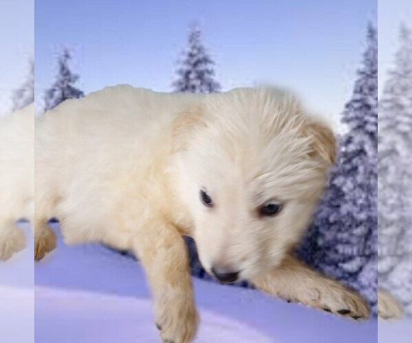 Full screen Photo #2 Wolf Hybrid Puppy For Sale in BYBEE, TN, USA