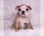Puppy VERUSHKA AKC Bulldog