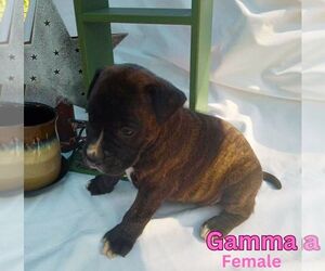 Boxer Puppy for sale in MOUNTAIN GROVE, MO, USA