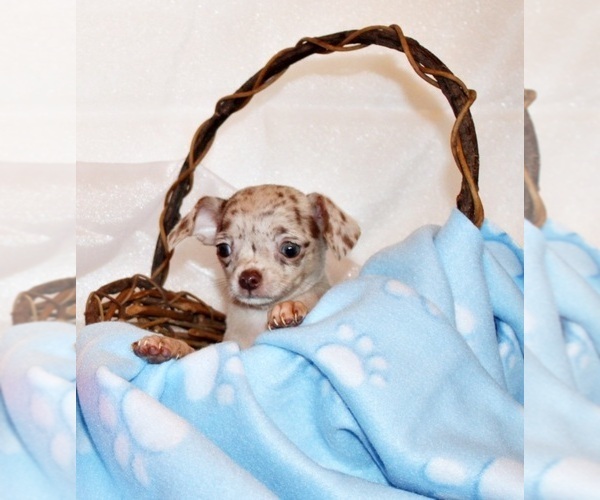 Medium Photo #113 Chihuahua Puppy For Sale in CHARLESTON, AR, USA