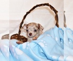 Small #2 Chihuahua