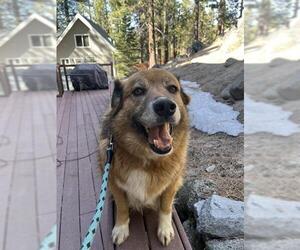 Golden Retriever-Unknown Mix Dogs for adoption in South Lake Tahoe, CA, USA