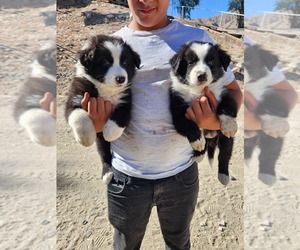 Australian Shepherd Puppy for sale in MORONGO VALLEY, CA, USA