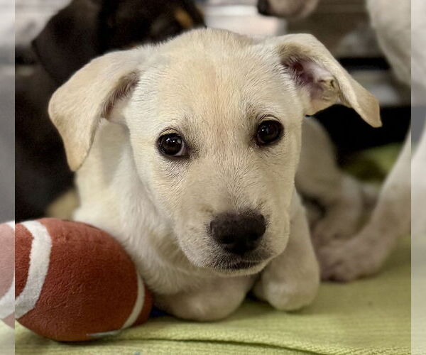Medium Photo #1 Labrador Retriever-Unknown Mix Puppy For Sale in Jefferson, NJ, USA