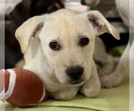 Small Photo #1 Labrador Retriever-Unknown Mix Puppy For Sale in Jefferson, NJ, USA