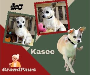 Chihuahua-Unknown Mix Dogs for adoption in Lindsay, CA, USA