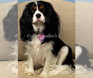 Mother of the Cavalier King Charles Spaniel puppies born on 01/12/2024